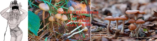 прущая мука Новодвинск